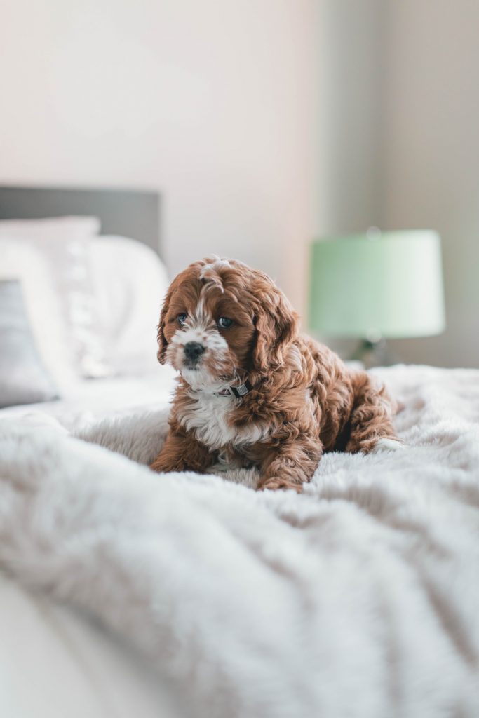 cute puppy on the bed